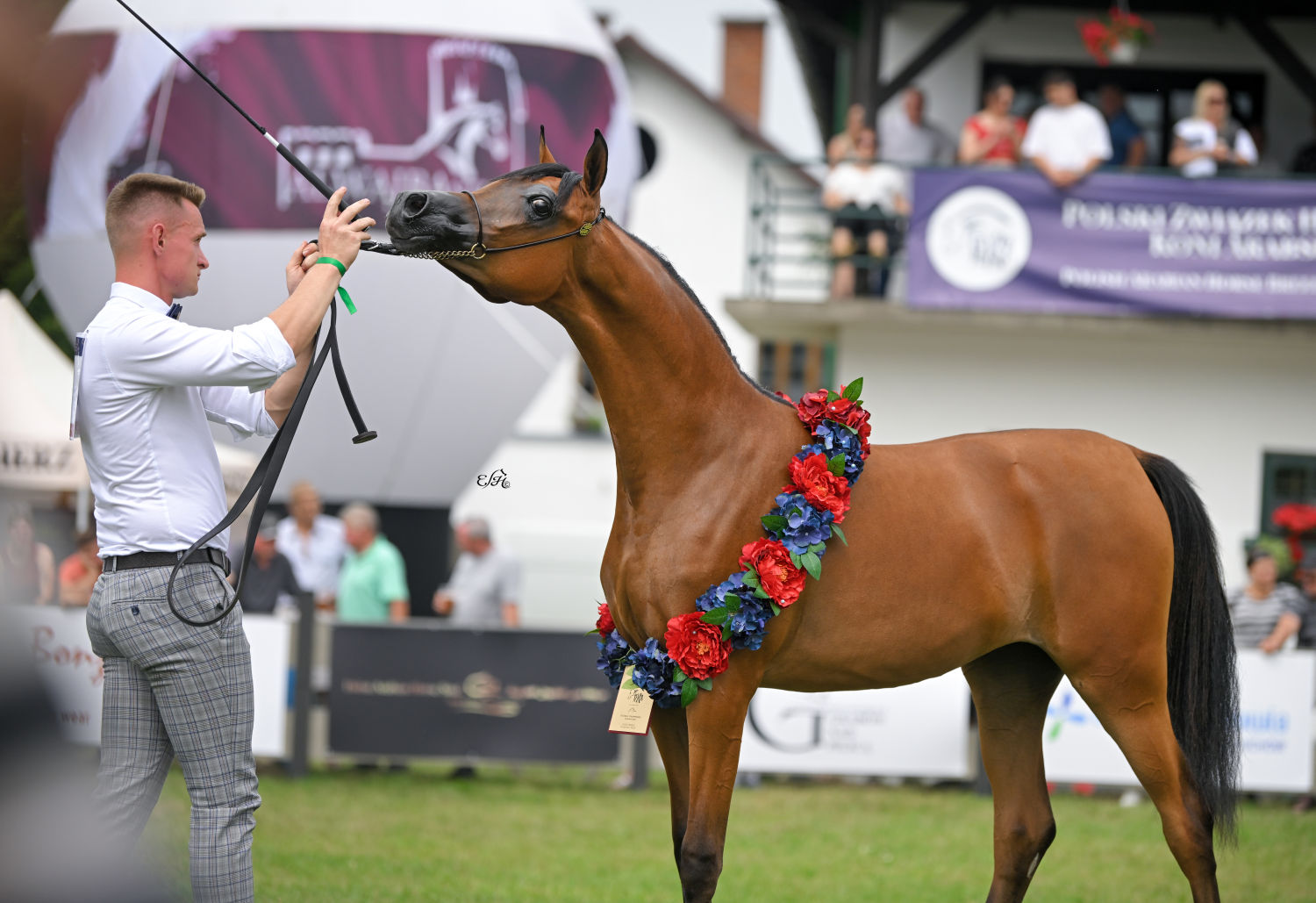 Monserat: Złota Czempionka Klaczy Rocznych na All-Polish Arabian Horse Show 2024, Fot. Ewa Imielska-Hebda